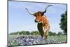 Longhorn Cow-null-Mounted Photographic Print