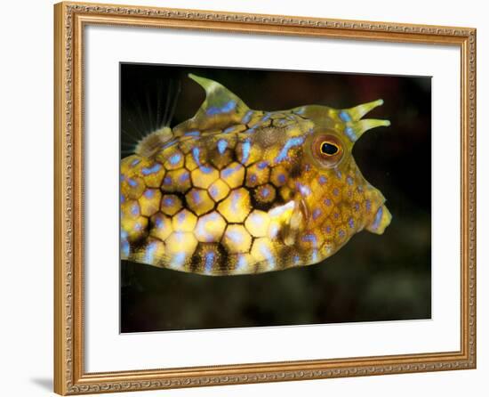 Longhorn Cowfish (Lactoria Conuta), Sulawesi, Indonesia, Southeast Asia, Asia-Lisa Collins-Framed Photographic Print