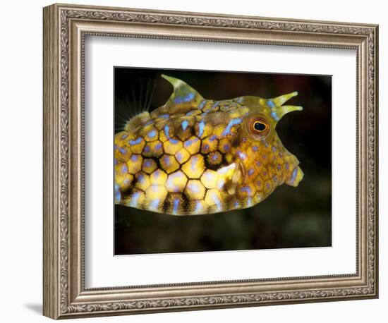 Longhorn Cowfish (Lactoria Conuta), Sulawesi, Indonesia, Southeast Asia, Asia-Lisa Collins-Framed Photographic Print