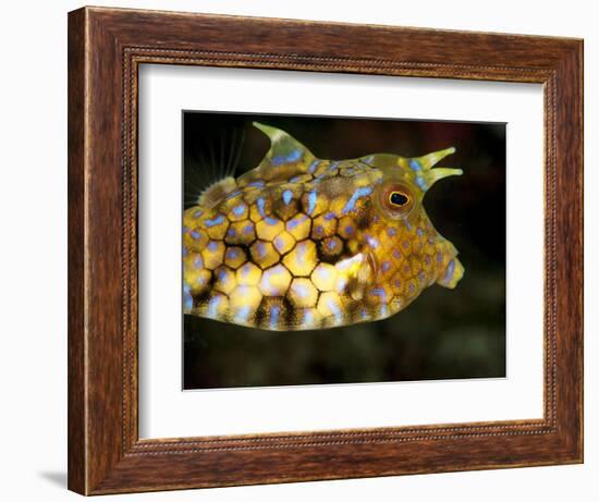 Longhorn Cowfish (Lactoria Conuta), Sulawesi, Indonesia, Southeast Asia, Asia-Lisa Collins-Framed Photographic Print