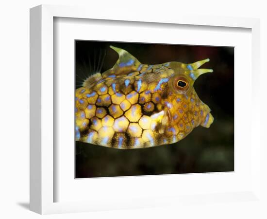 Longhorn Cowfish (Lactoria Conuta), Sulawesi, Indonesia, Southeast Asia, Asia-Lisa Collins-Framed Photographic Print