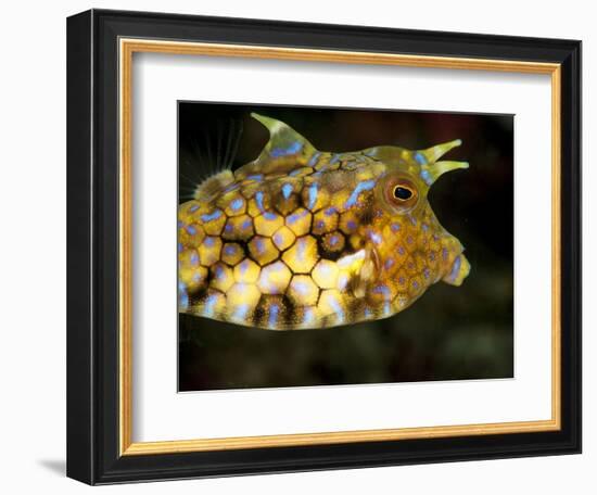 Longhorn Cowfish (Lactoria Conuta), Sulawesi, Indonesia, Southeast Asia, Asia-Lisa Collins-Framed Photographic Print
