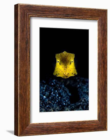 longhorn cowfish swimming over seabed at night, indonesia-alex mustard-Framed Photographic Print