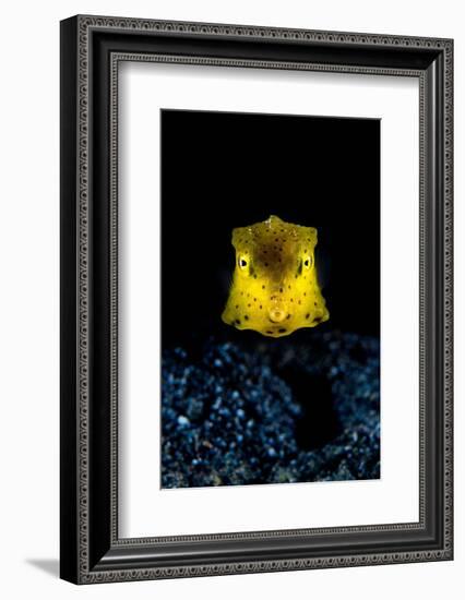 longhorn cowfish swimming over seabed at night, indonesia-alex mustard-Framed Photographic Print
