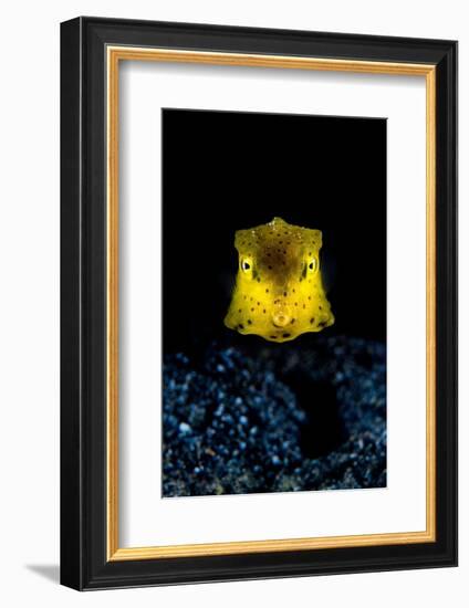 longhorn cowfish swimming over seabed at night, indonesia-alex mustard-Framed Photographic Print