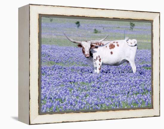 Longhorn Grazing on Bluebonnets, Midlothian, Texas-Pat Sullivan-Framed Premier Image Canvas