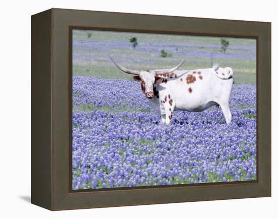 Longhorn Grazing on Bluebonnets, Midlothian, Texas-Pat Sullivan-Framed Premier Image Canvas