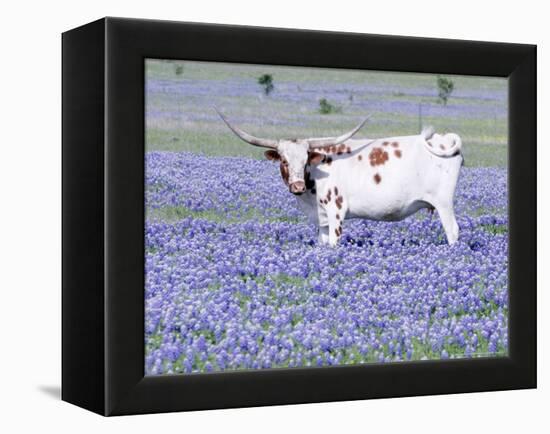 Longhorn Grazing on Bluebonnets, Midlothian, Texas-Pat Sullivan-Framed Premier Image Canvas