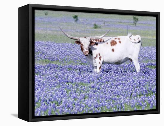 Longhorn Grazing on Bluebonnets, Midlothian, Texas-Pat Sullivan-Framed Premier Image Canvas