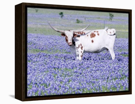 Longhorn Grazing on Bluebonnets, Midlothian, Texas-Pat Sullivan-Framed Premier Image Canvas