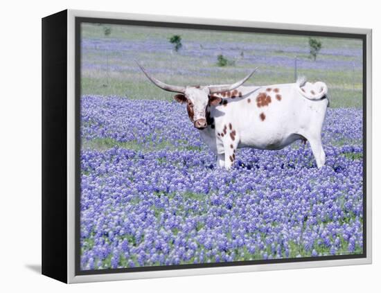 Longhorn Grazing on Bluebonnets, Midlothian, Texas-Pat Sullivan-Framed Premier Image Canvas