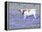 Longhorn Grazing on Bluebonnets, Midlothian, Texas-Pat Sullivan-Framed Premier Image Canvas