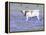 Longhorn Grazing on Bluebonnets, Midlothian, Texas-Pat Sullivan-Framed Premier Image Canvas