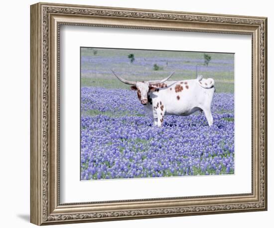 Longhorn Grazing on Bluebonnets, Midlothian, Texas-Pat Sullivan-Framed Photographic Print