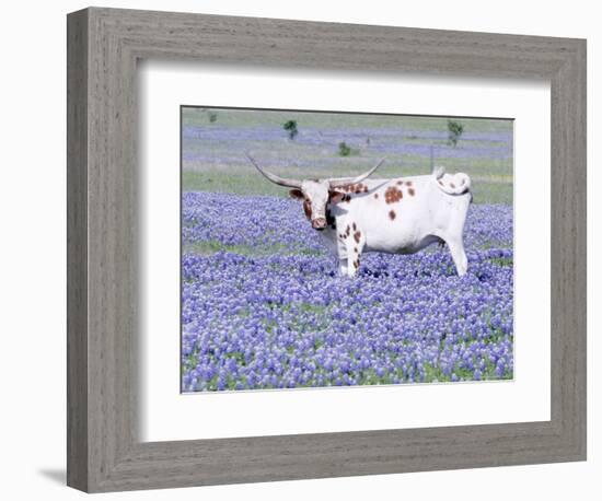 Longhorn Grazing on Bluebonnets, Midlothian, Texas-Pat Sullivan-Framed Photographic Print