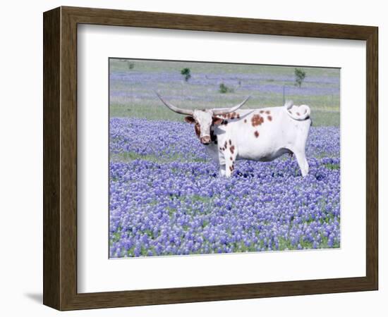 Longhorn Grazing on Bluebonnets, Midlothian, Texas-Pat Sullivan-Framed Photographic Print