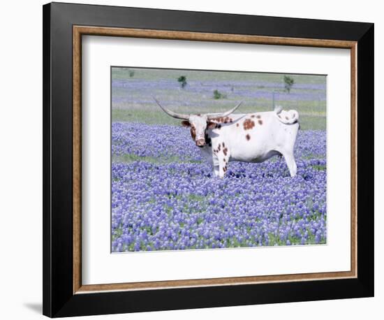 Longhorn Grazing on Bluebonnets, Midlothian, Texas-Pat Sullivan-Framed Photographic Print