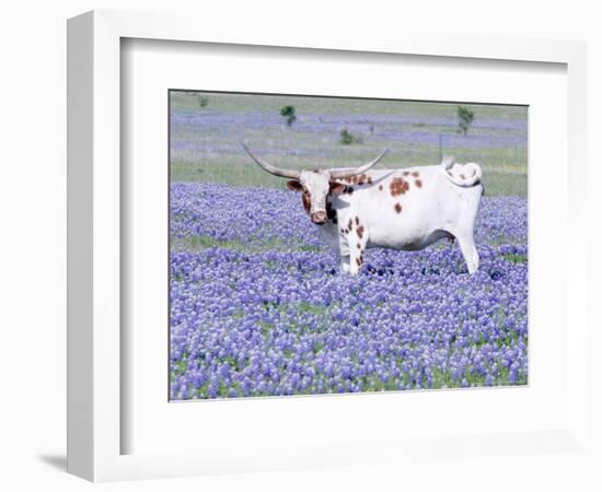 Longhorn Grazing on Bluebonnets, Midlothian, Texas-Pat Sullivan-Framed Photographic Print