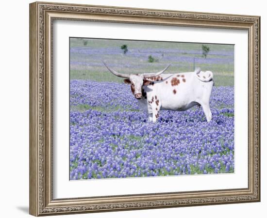 Longhorn Grazing on Bluebonnets, Midlothian, Texas-Pat Sullivan-Framed Photographic Print