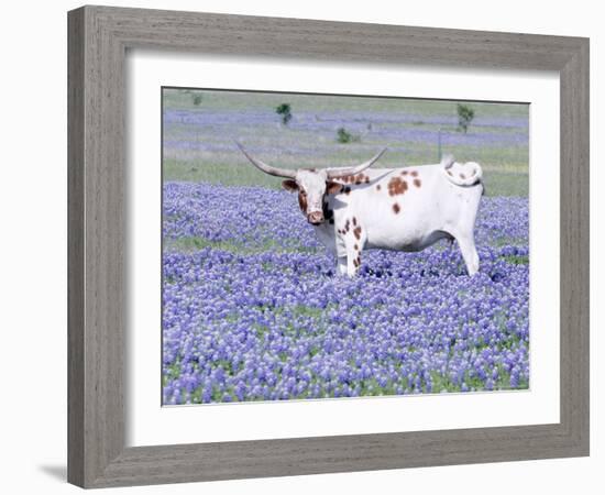 Longhorn Grazing on Bluebonnets, Midlothian, Texas-Pat Sullivan-Framed Photographic Print