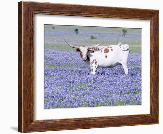 Longhorn Grazing on Bluebonnets, Midlothian, Texas-Pat Sullivan-Framed Photographic Print