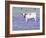 Longhorn Grazing on Bluebonnets, Midlothian, Texas-Pat Sullivan-Framed Photographic Print