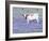 Longhorn Grazing on Bluebonnets, Midlothian, Texas-Pat Sullivan-Framed Photographic Print