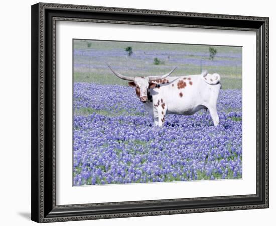 Longhorn Grazing on Bluebonnets, Midlothian, Texas-Pat Sullivan-Framed Photographic Print