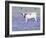 Longhorn Grazing on Bluebonnets, Midlothian, Texas-Pat Sullivan-Framed Photographic Print