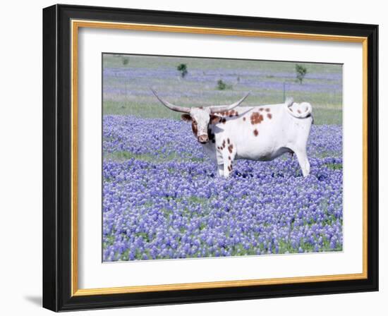 Longhorn Grazing on Bluebonnets, Midlothian, Texas-Pat Sullivan-Framed Photographic Print