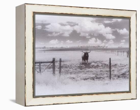 Longhorn Steer, CO-Chris Rogers-Framed Premier Image Canvas