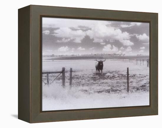 Longhorn Steer, CO-Chris Rogers-Framed Premier Image Canvas