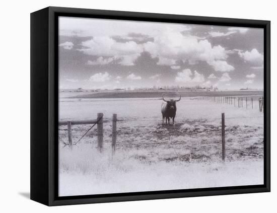 Longhorn Steer, CO-Chris Rogers-Framed Premier Image Canvas