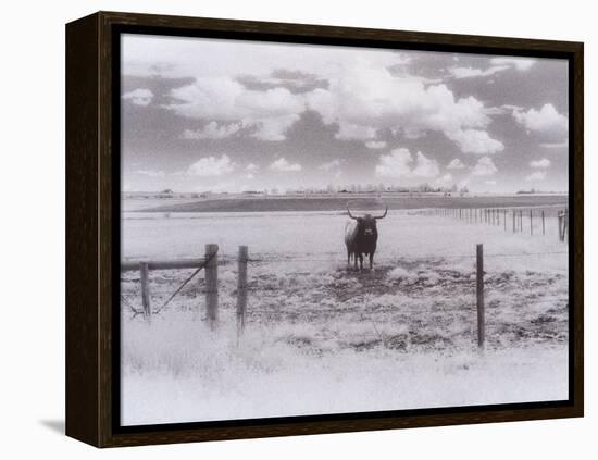 Longhorn Steer, CO-Chris Rogers-Framed Premier Image Canvas