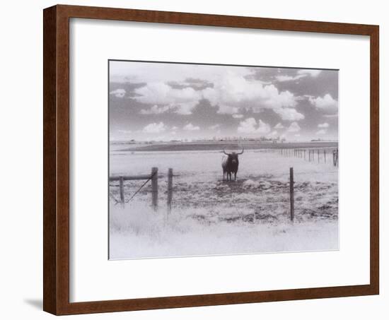 Longhorn Steer, CO-Chris Rogers-Framed Photographic Print