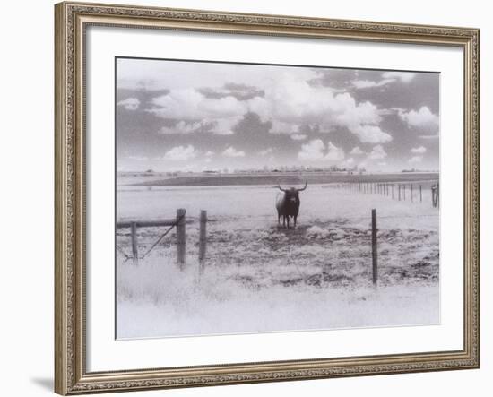 Longhorn Steer, CO-Chris Rogers-Framed Photographic Print