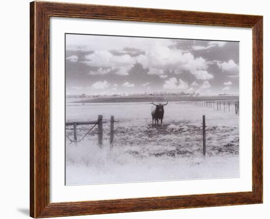 Longhorn Steer, CO-Chris Rogers-Framed Photographic Print