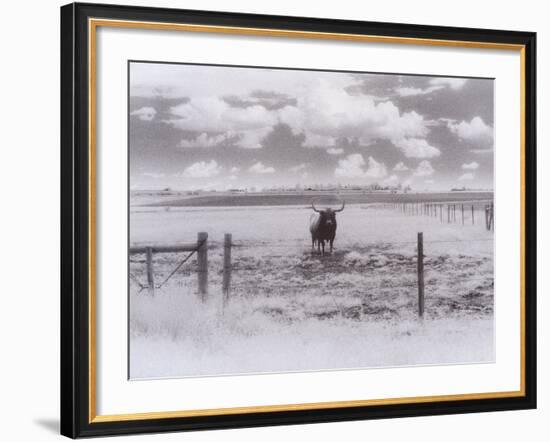 Longhorn Steer, CO-Chris Rogers-Framed Photographic Print