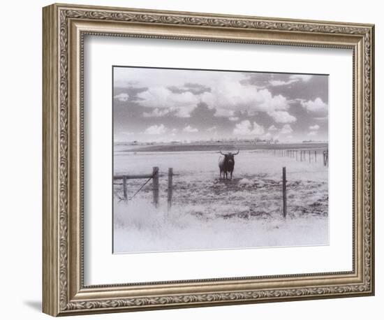 Longhorn Steer, CO-Chris Rogers-Framed Photographic Print