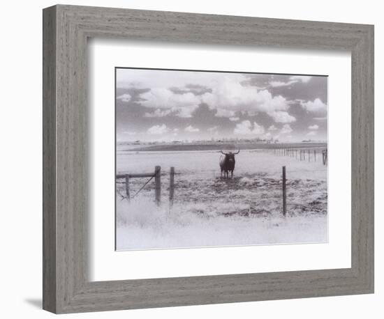 Longhorn Steer, CO-Chris Rogers-Framed Photographic Print