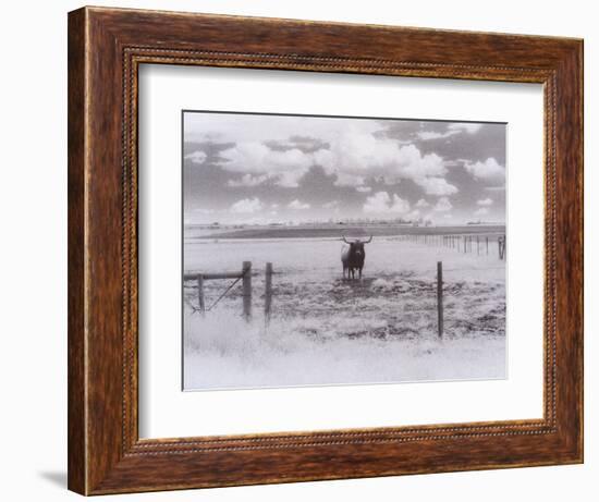 Longhorn Steer, CO-Chris Rogers-Framed Photographic Print