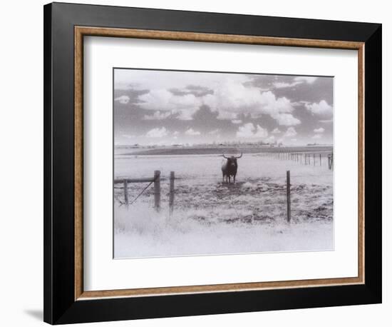 Longhorn Steer, CO-Chris Rogers-Framed Photographic Print