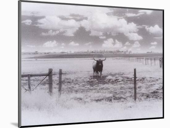 Longhorn Steer, CO-Chris Rogers-Mounted Photographic Print