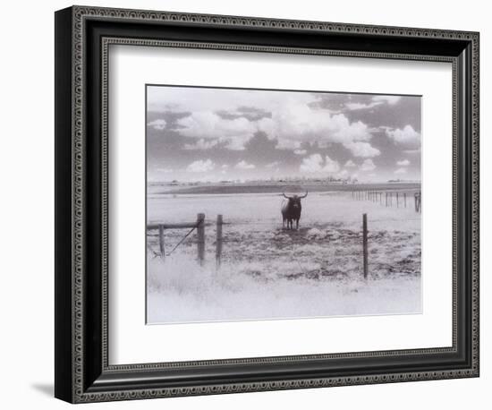Longhorn Steer, CO-Chris Rogers-Framed Photographic Print