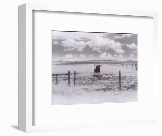 Longhorn Steer, CO-Chris Rogers-Framed Photographic Print