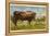 Longhorn Steer, Rockdale, Texas-null-Framed Stretched Canvas