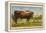 Longhorn Steer, Rockdale, Texas-null-Framed Stretched Canvas