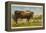 Longhorn Steer, Rockdale, Texas-null-Framed Stretched Canvas