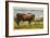 Longhorn Steer, Rockdale, Texas-null-Framed Art Print