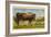 Longhorn Steer, Rockdale, Texas-null-Framed Art Print